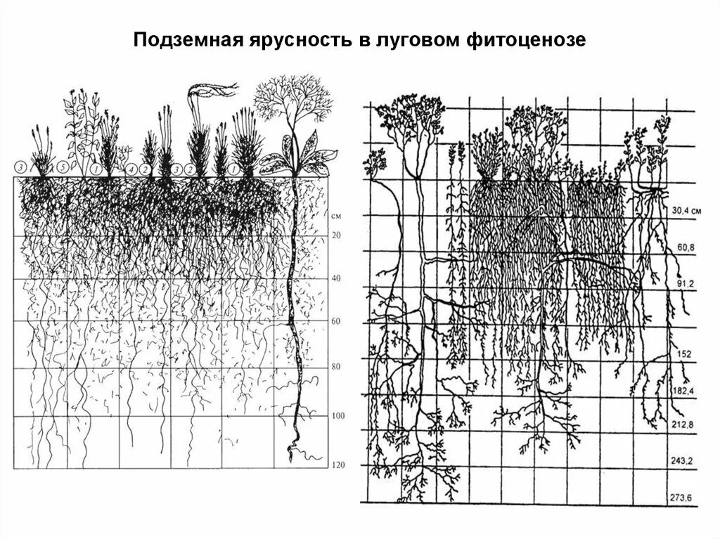 Ярусность в растительном сообществе 7 класс. Ярусность растительного сообщества схема. Ярусность лесного фитоценоза. Ярусная структура фитоценоза. Ярусность растительности Луговой степи.