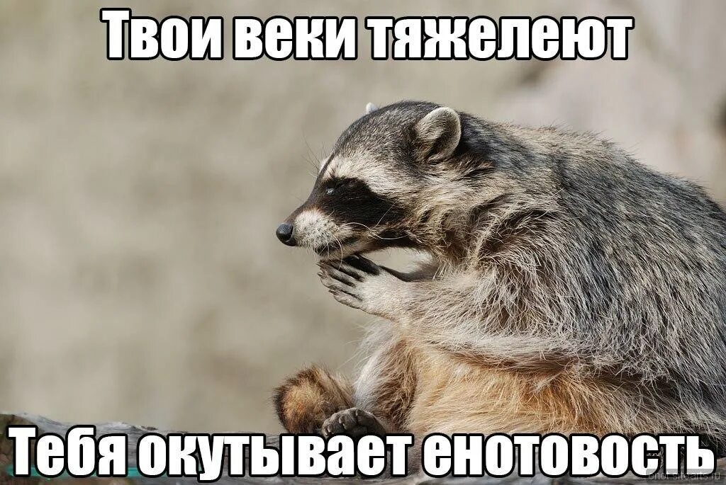 Что делать когда хочется спать. Цой мемы. На веке твоя. Я твоя навеки. Когда хочется спать.