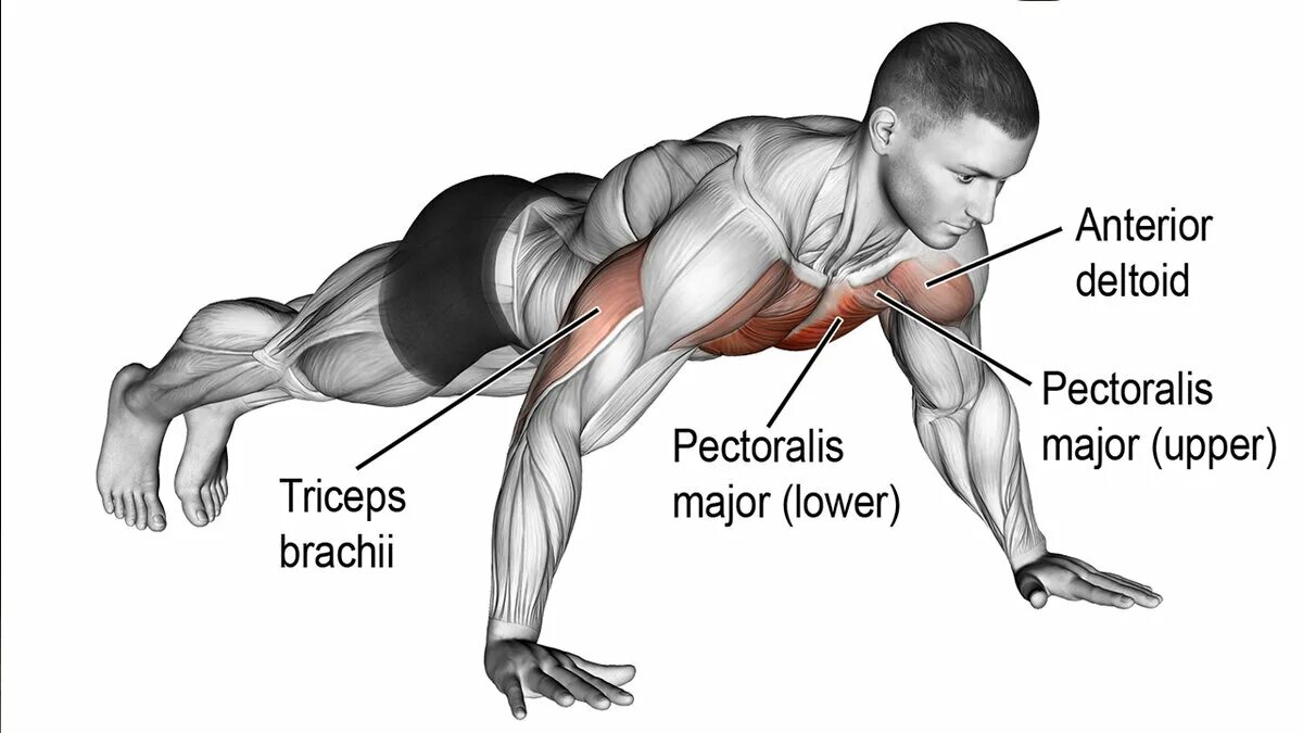 Мышцы задействованные при отжимании от пола. Сколько мышц задействовано при отжимании от пола. Мышцы при отжимании от пола. Упражнения для упоров для отжимания. Отжимания какие мышцы работают.