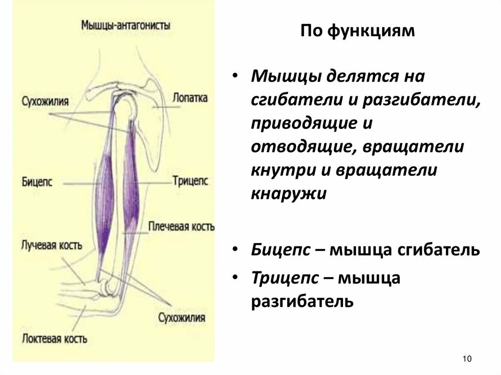 Мышцы сгибатели и разгибатели функции. Мышцы сгибатели и разгибатели верхней конечности. Мышцы сгибатели и разгибатели таблица. Схема мышцы сгибатели и разгибатели.