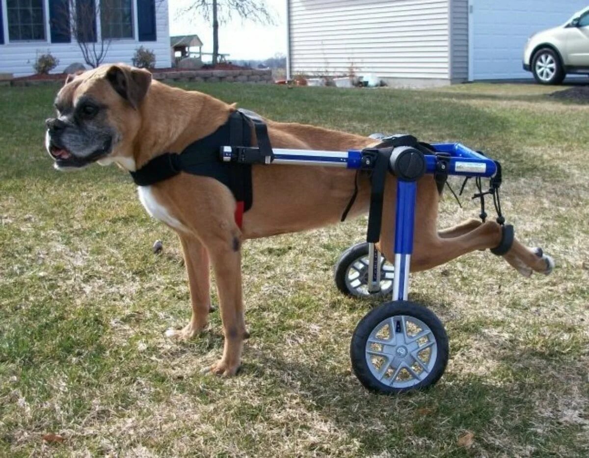 Коляска для собак на задние лапы. Инвалидные коляски Dog wheelchairs. Инвалидная коляска для собак Walkin Wheels. Инвалит ная коляска для собаки. Коляска для задних лап собаки.