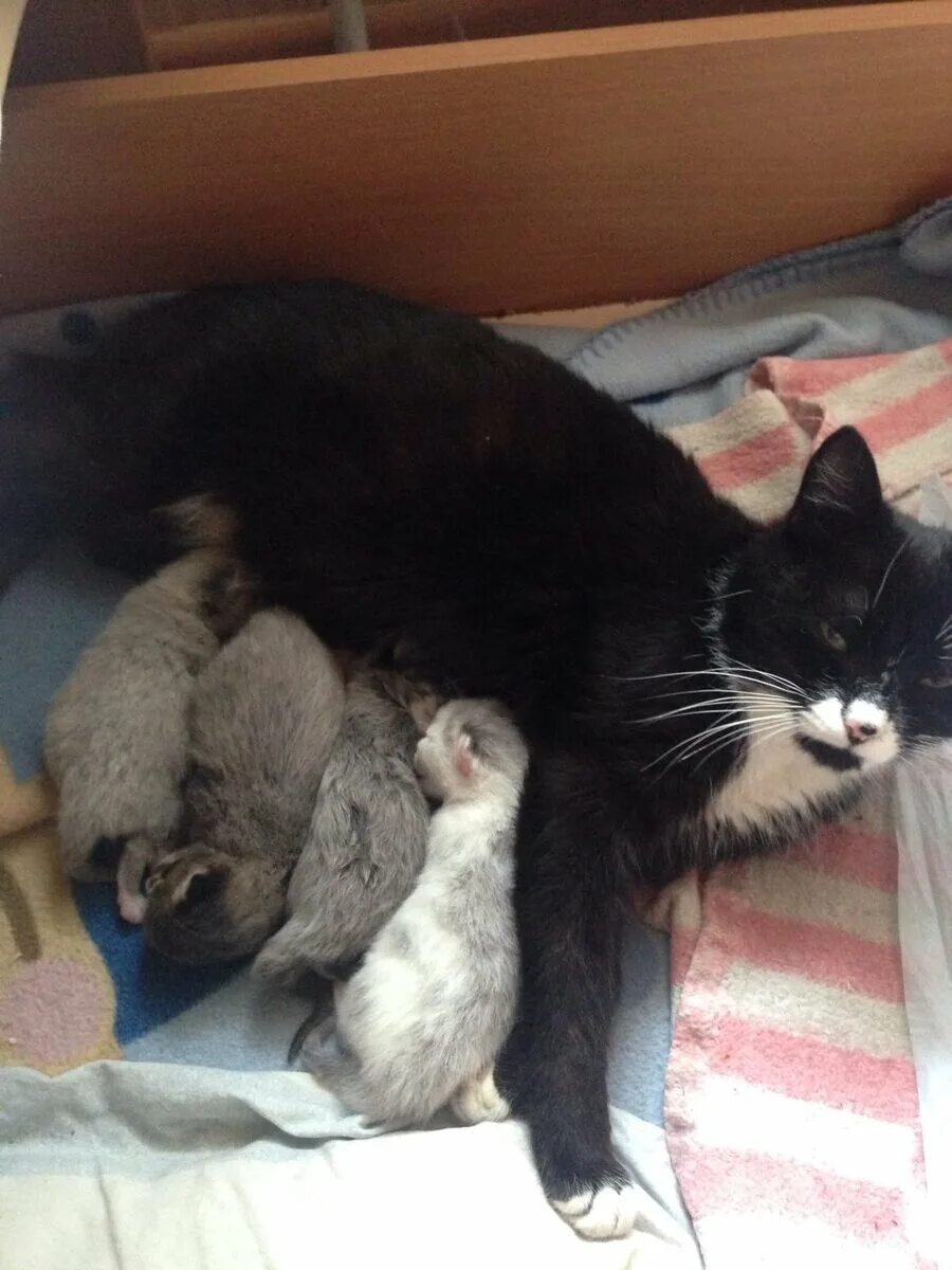Сколько лет котятся кошки