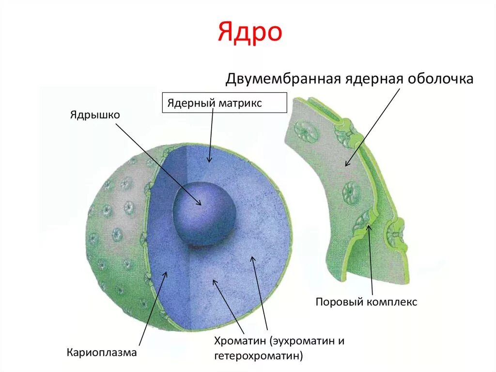 Как называется отверстие в оболочке ядра клетки. Ядерная мембрана ядро клетки. Строение ядра биология. Клеточная мембрана ядро рис 22.
