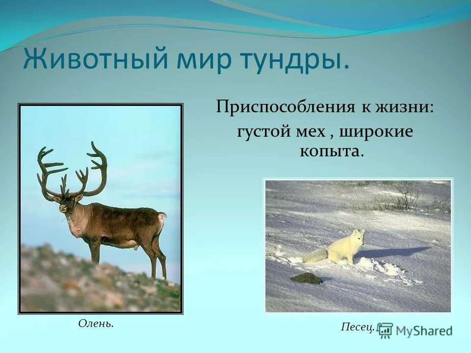 Сообщение о природной зоне 5 класс биология. Зона тундры 4 класс окружающий мир. Животные тундры окружающий мир. Животный мир природной зоны тундры. Приспособление животных в тундре.