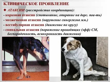 Деменция у собак признаки
