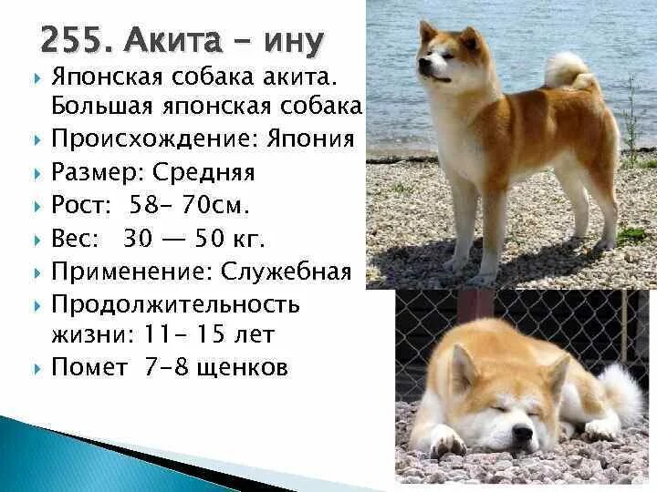 Акита ину такеши. Акита вес взрослой. Японская акита. Акита ину дымчатая. Акита ину вес.