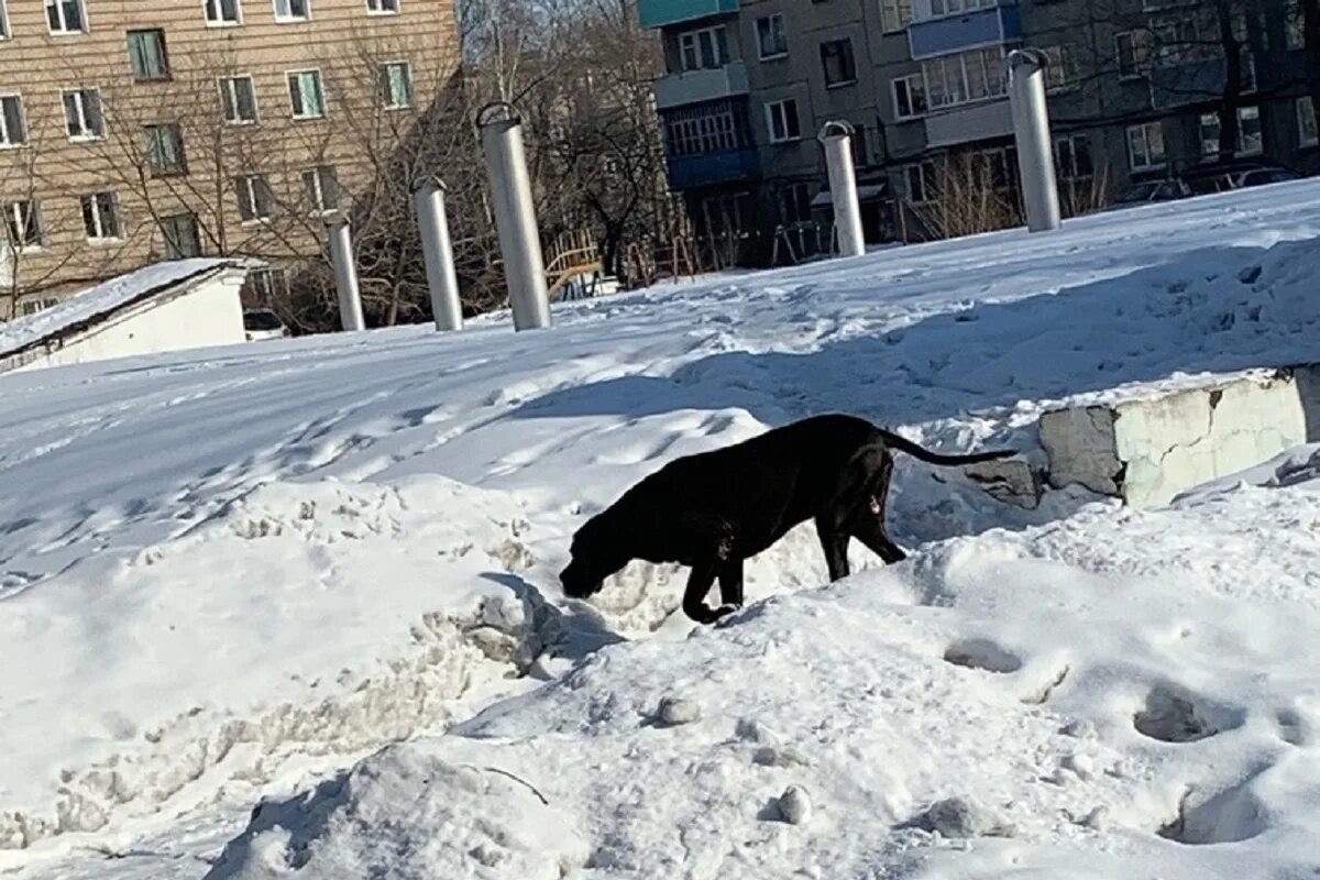 Алиса приют для животных рубцовск. Приют для собак в рубцовске. Собака рубцовск. Приют для собак в рубцовске. Собака рубцовск.
