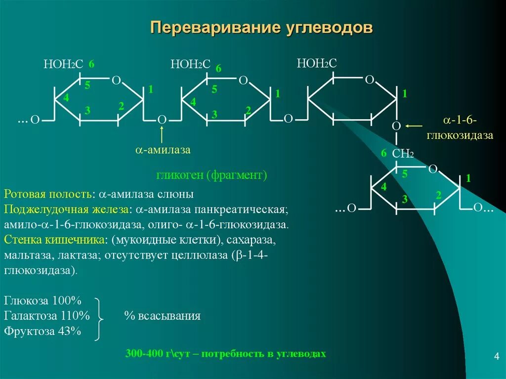 Амилаза фермент поджелудочной железы. Реакция олиго 1 6 гликозидаза. Альфа амилаза формула. Расщепление олиго 1,6 гликозидаза. Амилаза мальтаза лактаза.