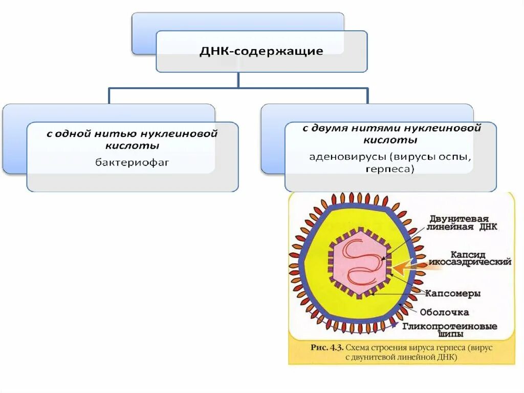 Вирусы относятся к форме жизни. Вирусы ДНК содержащие и РНК содержащие. ДНК содержащие вирусы примеры. Классификация вирусов ДНК И РНК содержащие вирусы. Кднсодержающие вирусы.