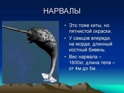 Дети нарвала