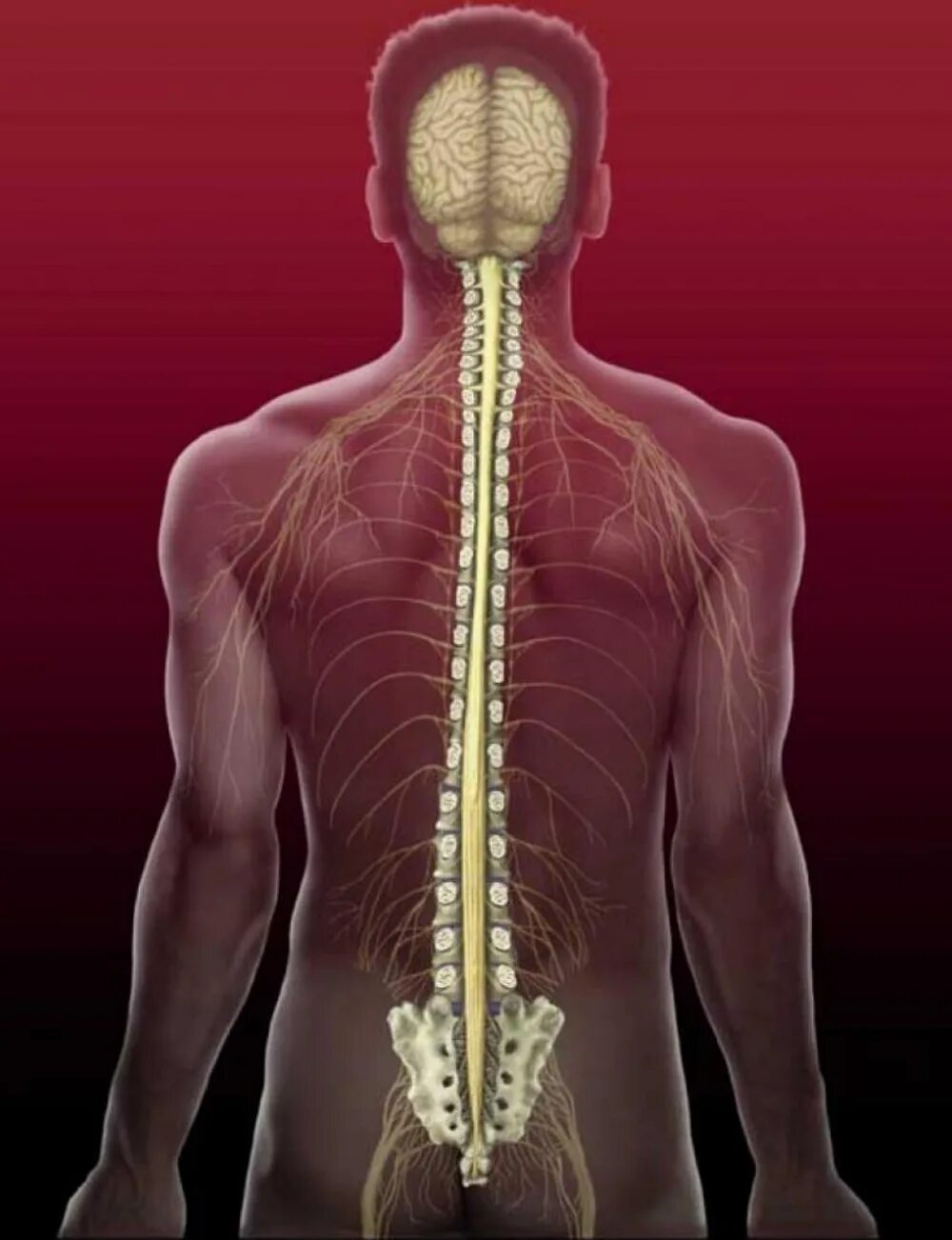 В какую систему органов входит спинной мозг. Спинной мозг. Спинной мозг нервная система. Анатомия человека позвоночник спинной мозг. Спинной мозг внутри позвоночника.