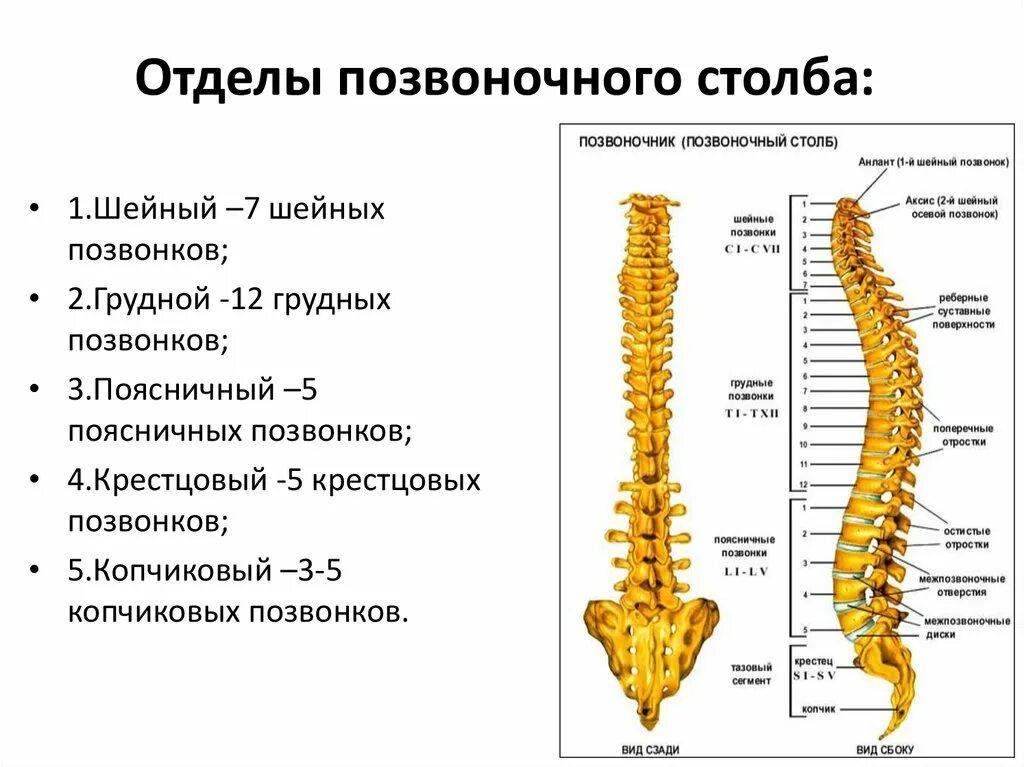 Отделы спины. Позвоночный столб отделы. Позвоночный столб туловища. Характеристика позвоночного столба. Сегменты позвоночника.