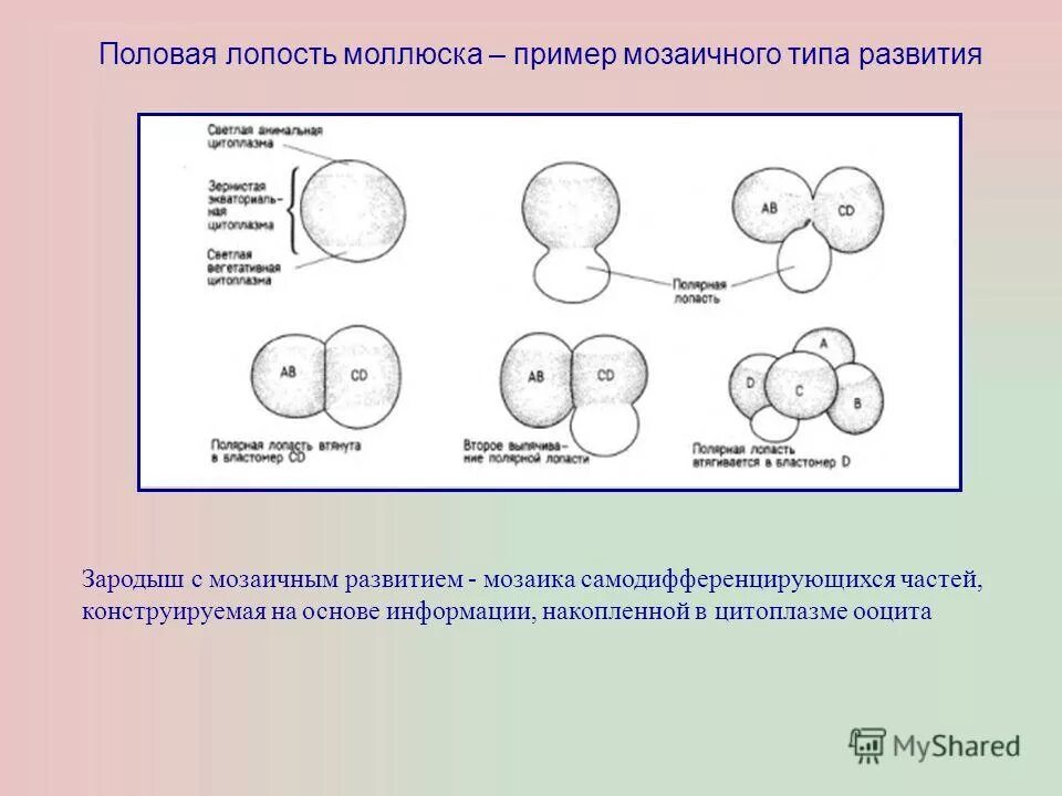 Мозаичное развитие. Мозаичный Тип развития зародыша. Мозаичное развитие эмбриона. Регуляционный Тип развития зародыша. Детерминация частей развивающегося зародыша.