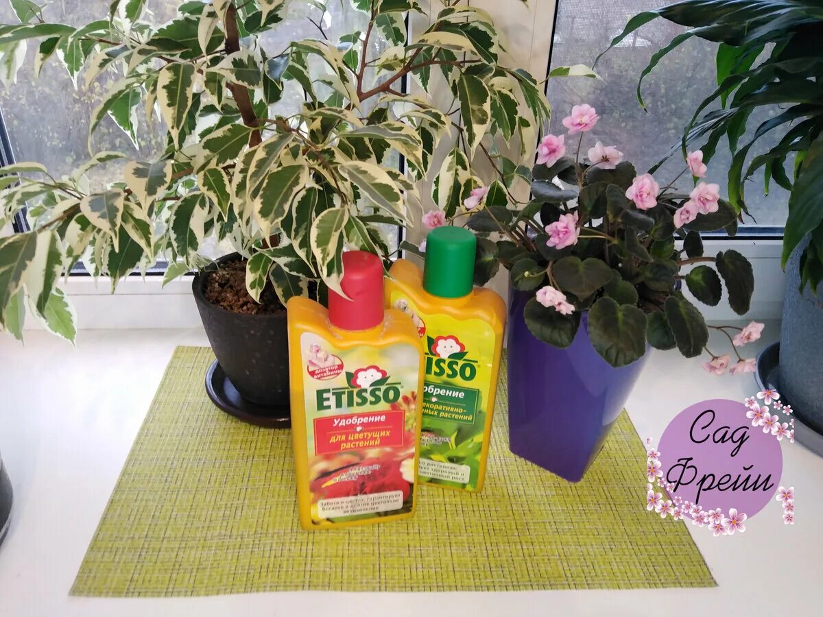 Чем удобрять фикус бенджамина. Чем удобрять фикус бенджамина. Чем удобрять фикус бенджамина. Подкормка для фикуса каучуконосного. Удобрение для фикуса бенджамина.