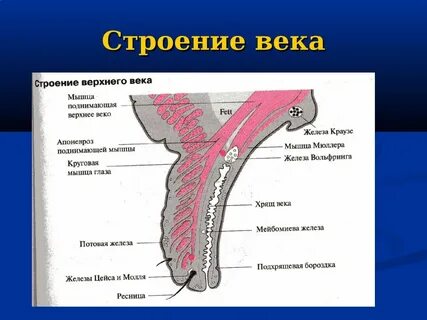 Функции придатков кожи