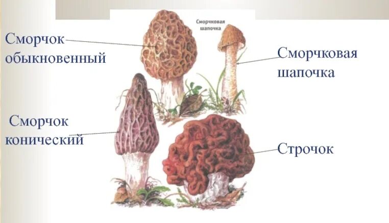 Какой тип питания характерен для сморчка съедобного