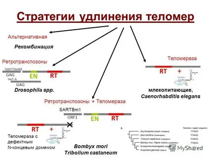 Альтернативная генетика