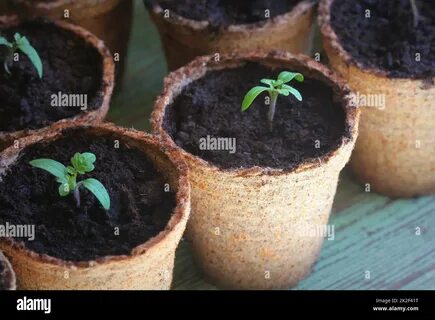 Seedling pot young grow hi-res stock photography and images - Alamy