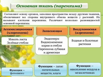 В ассимиляционной ткани могут присутствовать клетки спутницы