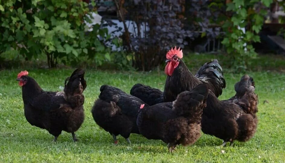 Flock of Australorp Australorp chicken, Chicken breeds, Black chickens