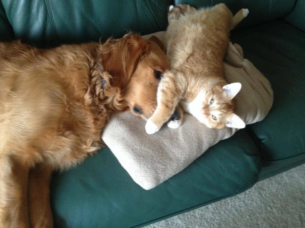 Где кошка собака. Кот и рыжая собака. Влюбленные кот и собака. Рыжий кот и собака вместе. Рыжий кот и щенок спят.
