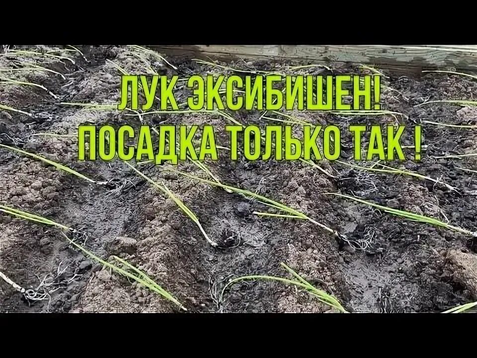 Посадить лук эксибишен в грядку рассадой. Высадка рассады эксибишен в открытый грунт. лук эксибишен высадка рассады в открытый грунт. лук эксибишен от посева до сбора.