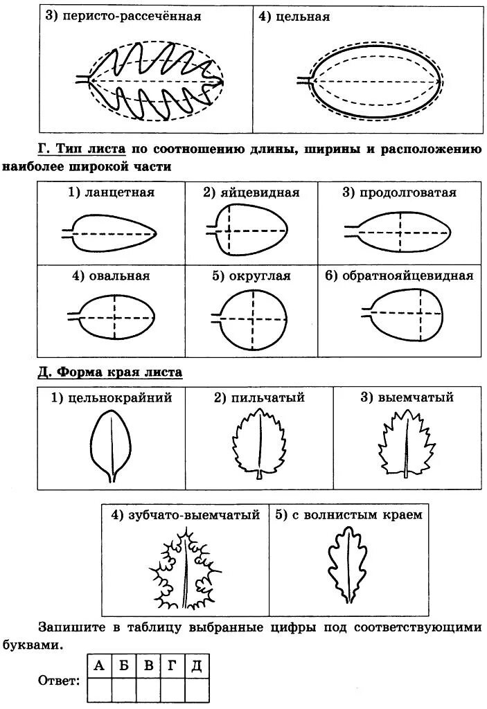 Лист вяза форма листа жилкование. Бегония Тип листа. Перисто раздельный Тип листа. Тип листа бегонии. Четыре формы листа