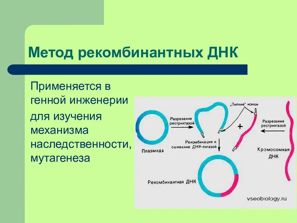 Обработка плазмидами. Метод рекомбинантных плазмид схема. . Рекомбинантные ДНК. Методы получения рекомбинантных ДНК.. Метод рекомбинантных ДНК В биологии. Технология получения рекомбинантной молекулы ДНК.