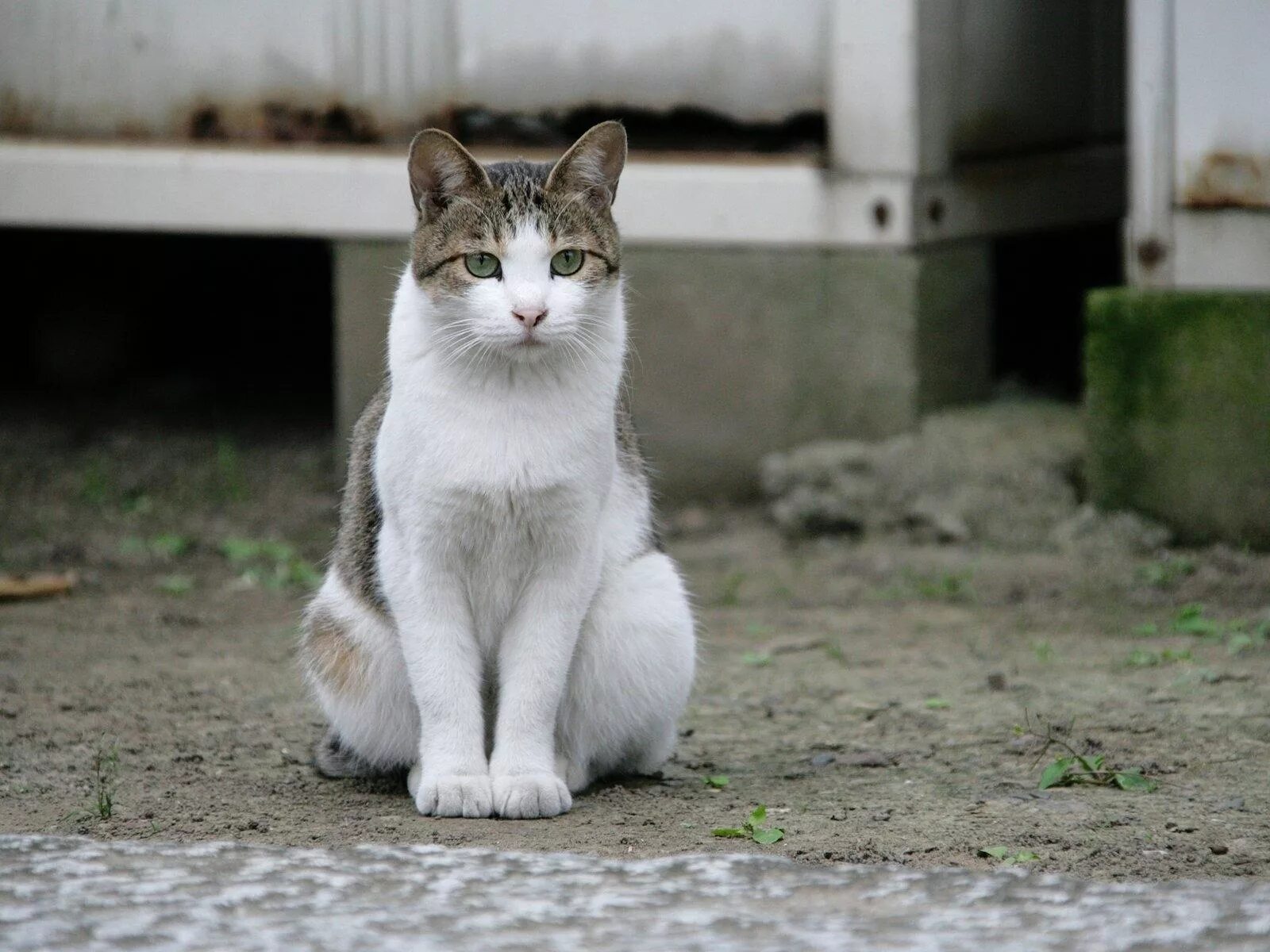 Картинка кошка сидящей кошки