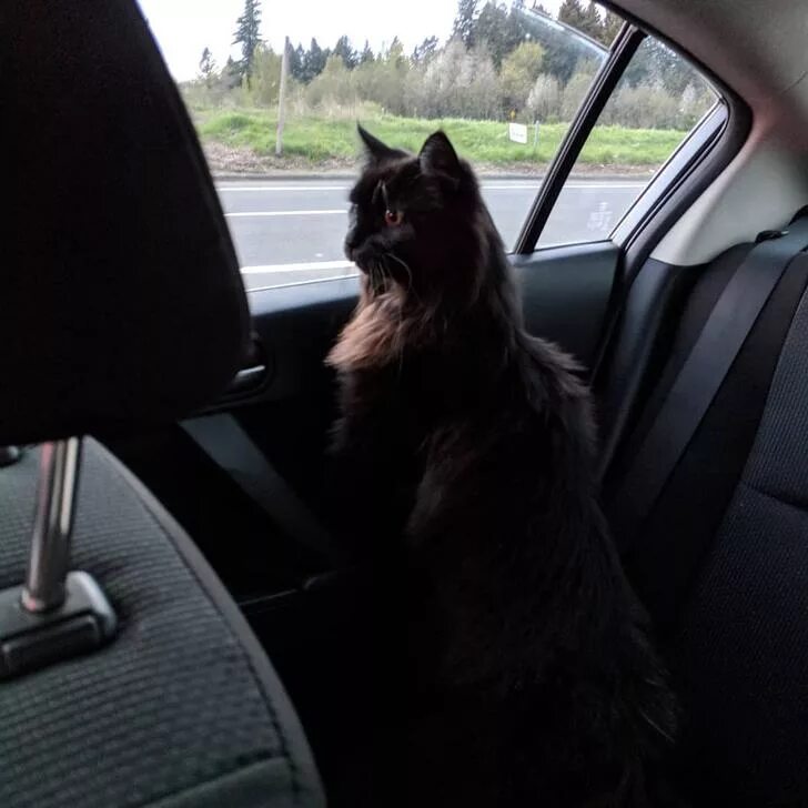 Black cat car