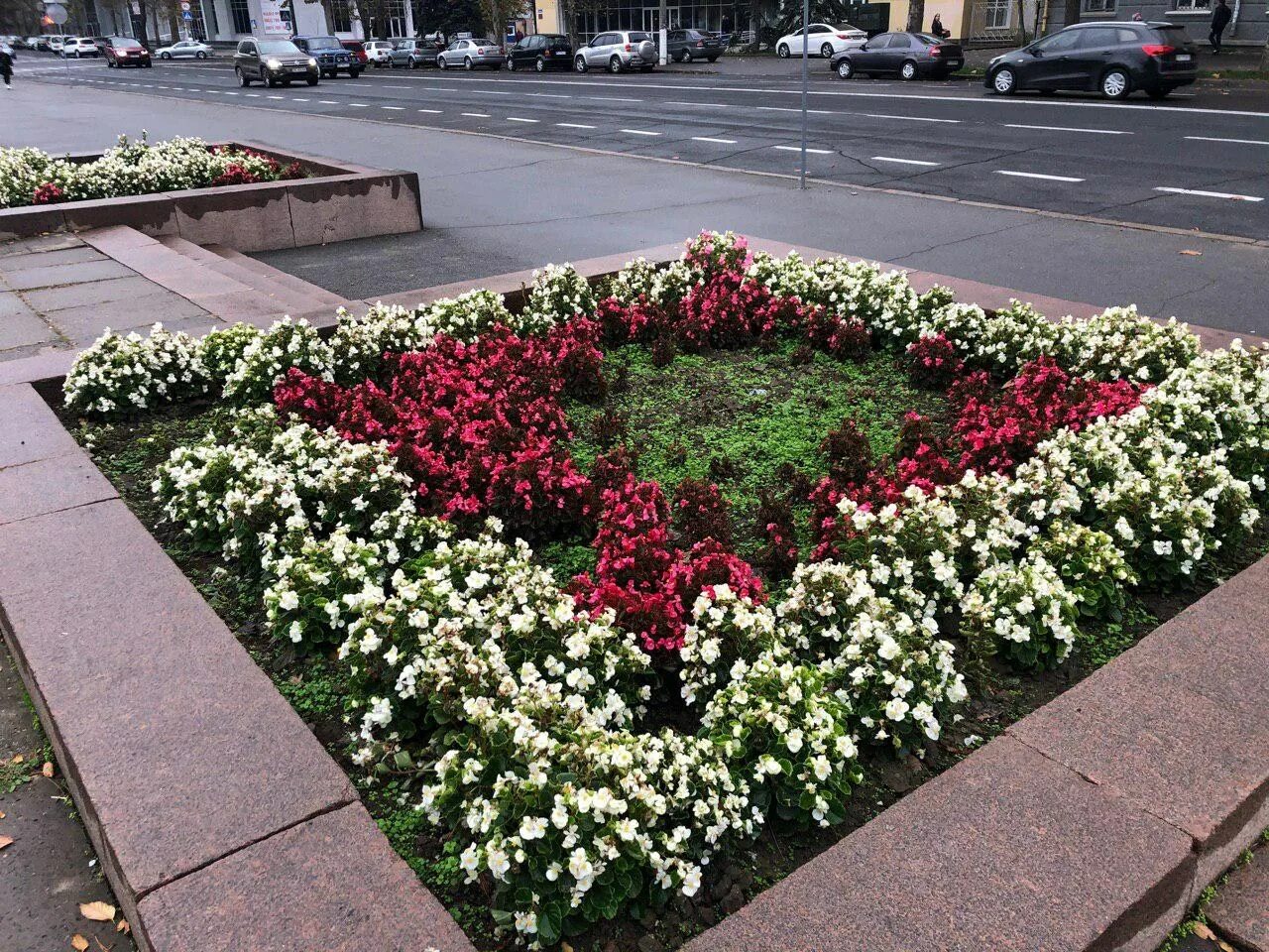 Прямоугольная клумба. Прямоугольная клумба. Агератум сальвия и цинерария на клумбе. Прямоугольные цветочные клумбы. Рабатка из однолетников.