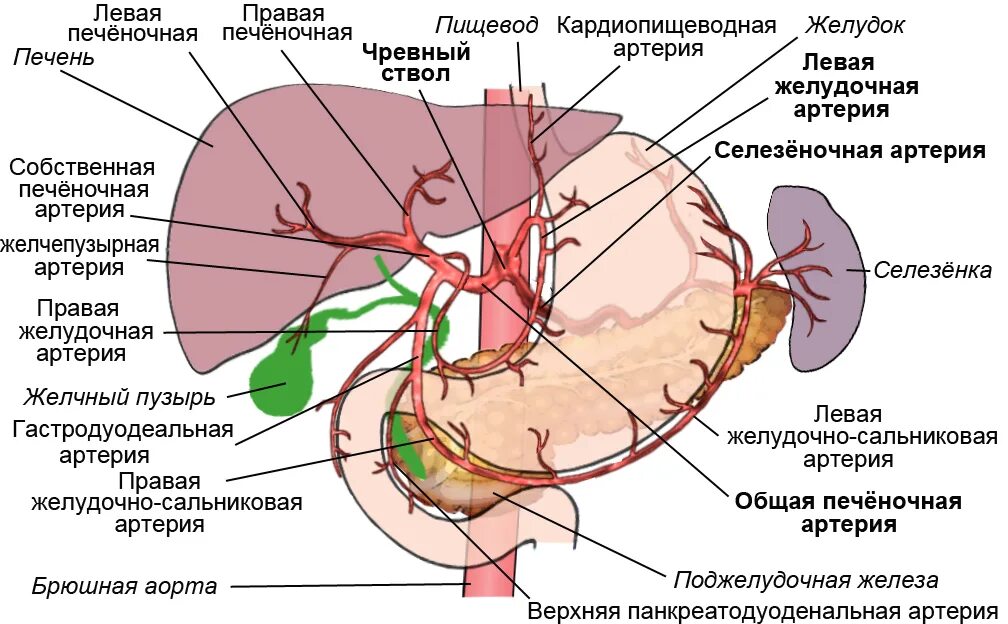 Топография печеночной артерии. Добавочная печеночная артерия анатомия. Ветви чревного ствола желудочная артерия. Селезеночная Вена ветвь. Малые размеры селезенки латынь