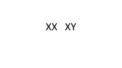 Xx xy