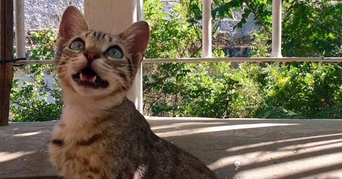 Кот издает странные. Звук кошки. кошки которые чирикают. коты странные звуки. котята чирикают.
