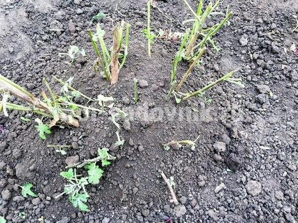 Хризантему нужно обрезать под зиму