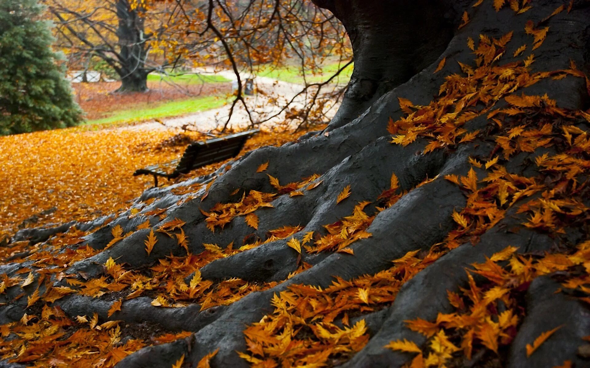 Осень листья давно облетели. Осень. Осенние обои. Осеннее дерево. Осень листопад.