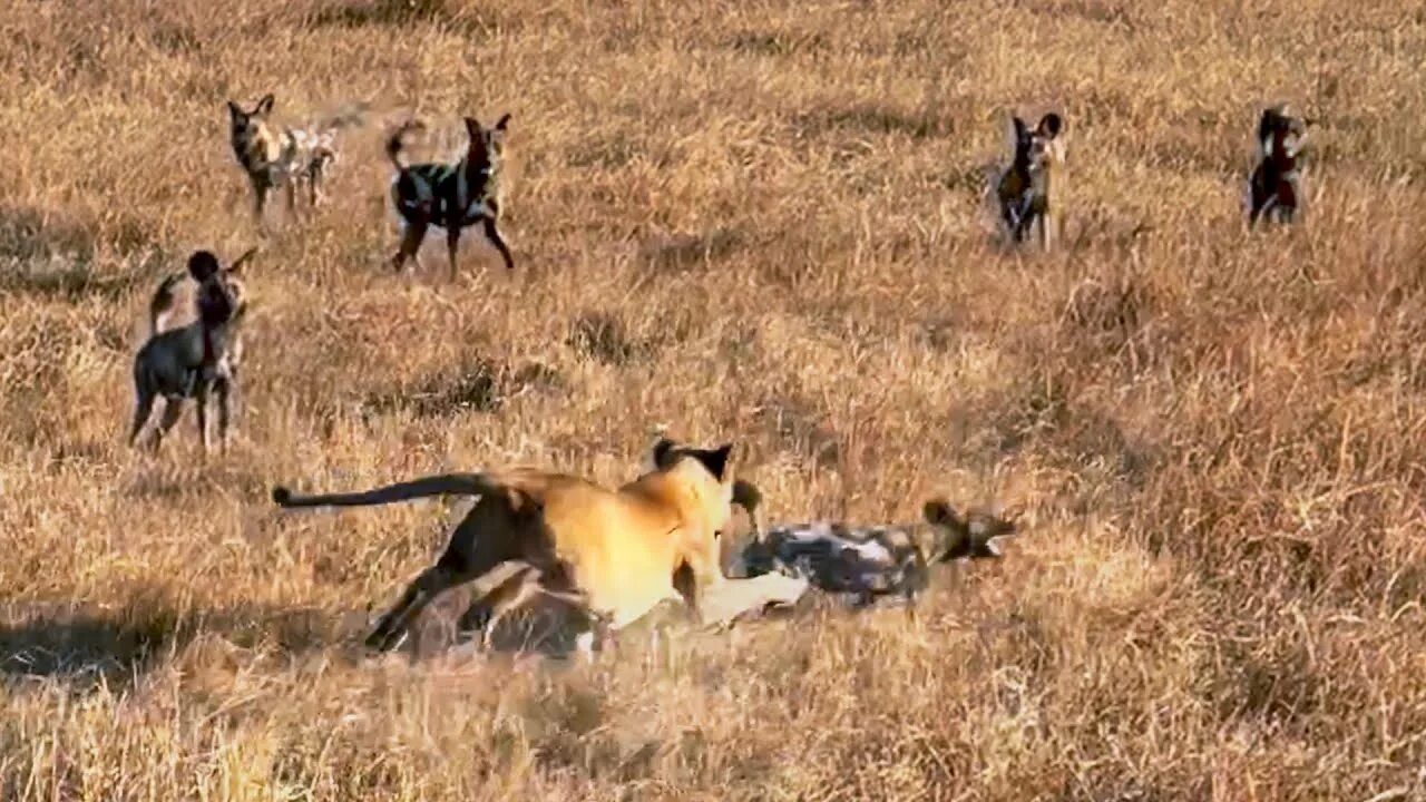 Гиеновидные собаки против буйвола. The dogs are wild. Гиеновидная собака стая. The dogs are wild. Гиеновидная собака: африканская дикая.