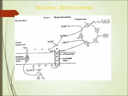 Процесс фотосинтеза 9 класс