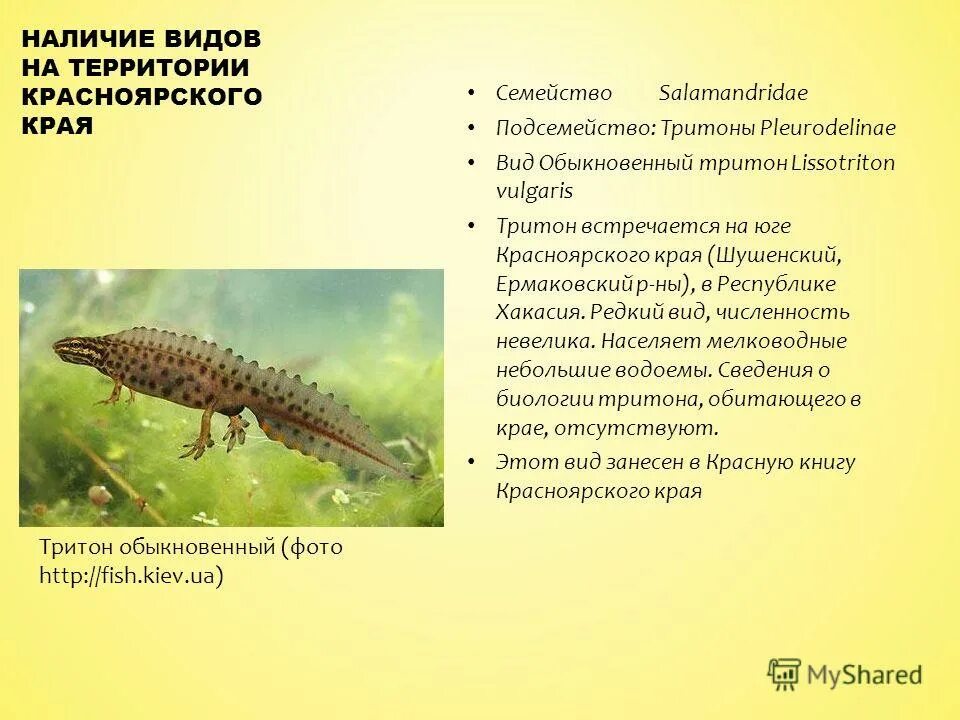 тритон обыкновенный описание. обыкновенный тритон земноводные сообщение. обыкновенный тритон сообщение. земноводные амфибии тритон. тритон обыкновенный описание.