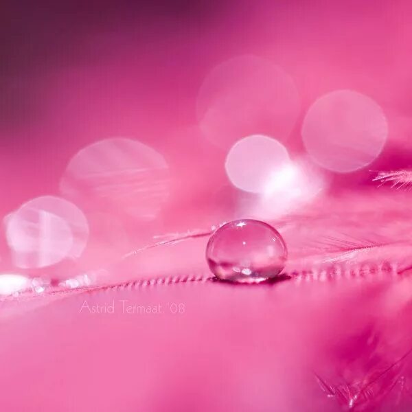 Видео про розовые. Розовая тема. Watters Pink. Pink Water Drop.