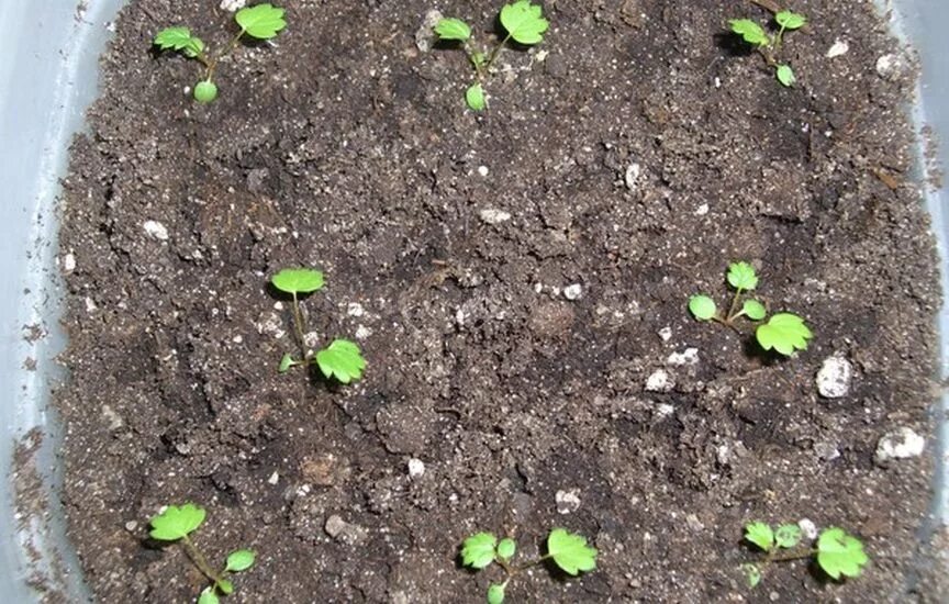 всходы клубники