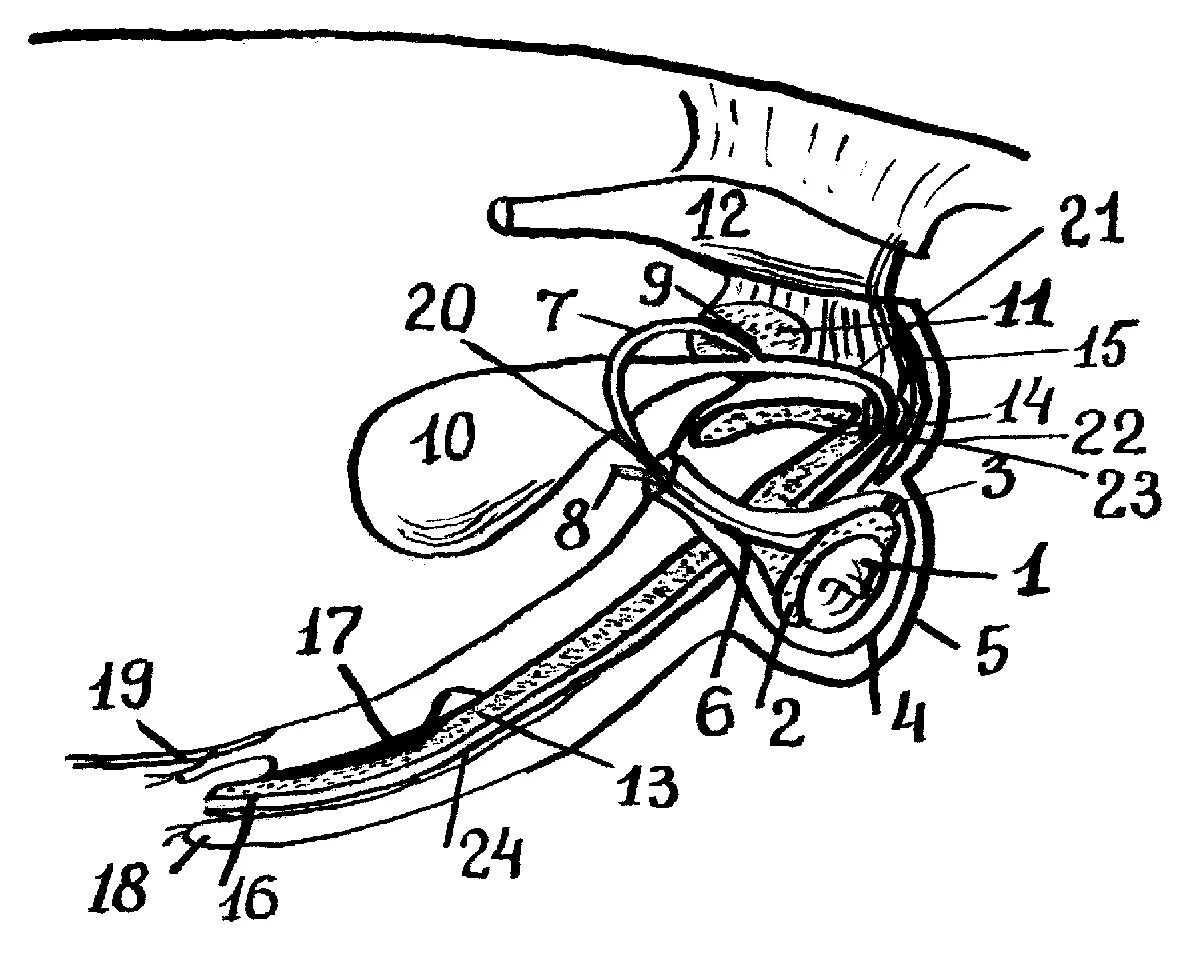 Парный половой орган. Семенной канатик у Солак. Анатомия половой системы кобеля. Схема мочеполовой системы кобеля. Половая система кобеля собаки анатомия.