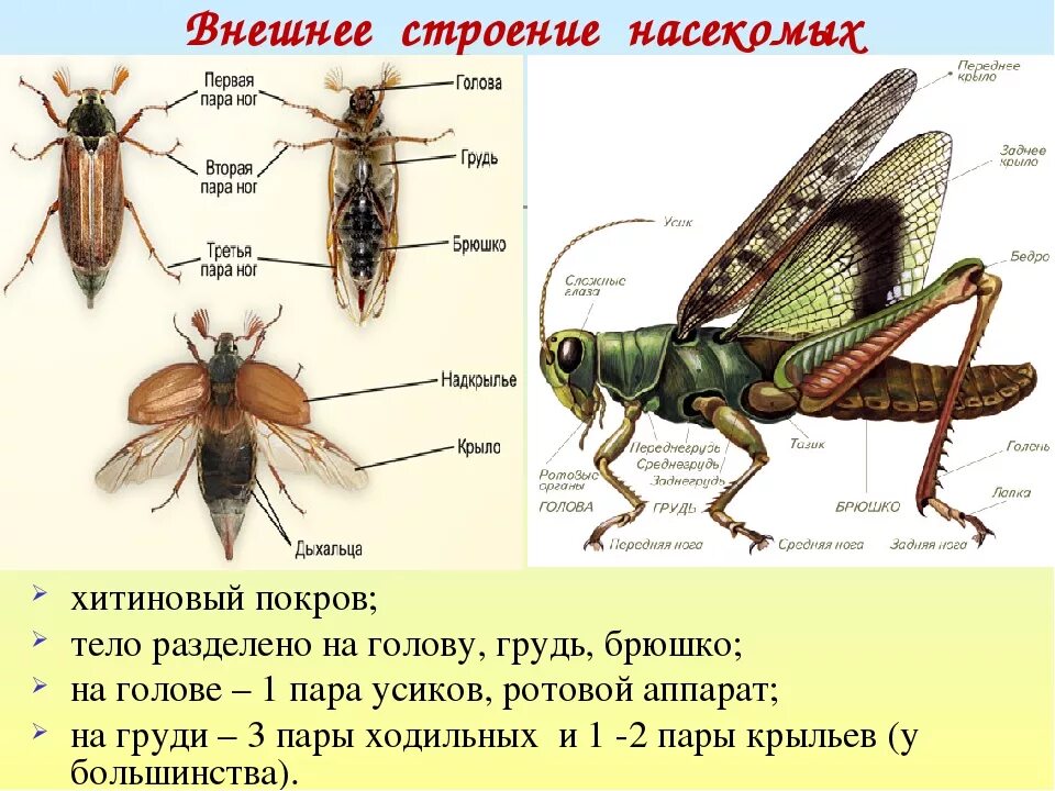 Какое значение имеет хитинизированный покров тела