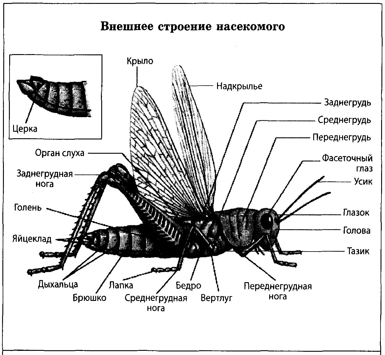 Как называется внешнее строение организмов. Строение кузнечика схема. внутреннее строение кузнечика. строение тела насекомых. внешне строение насекомых.