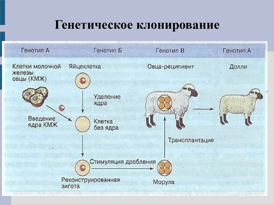 Селекция млекопитающих и цветковых