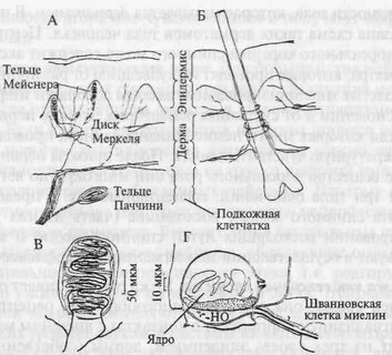 Тельце мейснера