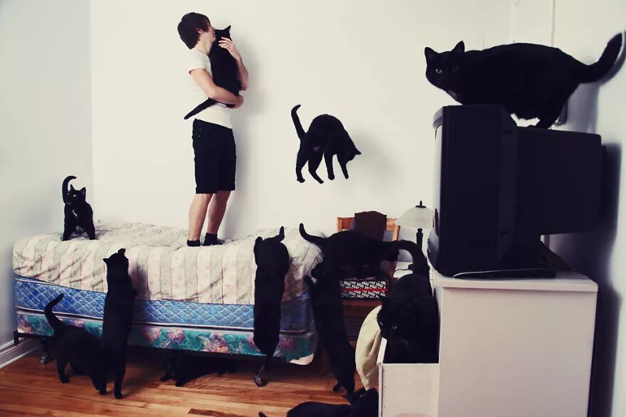 У женщины есть кот. Девушка и много котов. девушка с котами много. девушка с кучей котов. необычная фотосессия с котом.