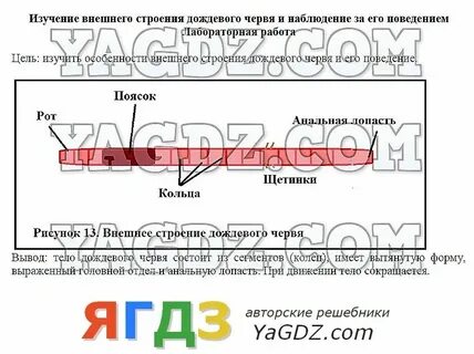 Лабораторная работа 7 по биологии 6 класс