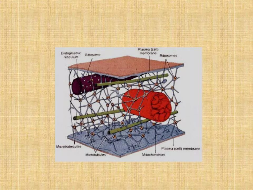Цитоскелет на рисунке клетки. Цитоскелет гистология. Рисунок цитоскелета. Цитоскелет клетки. Элементы цитоскелета.