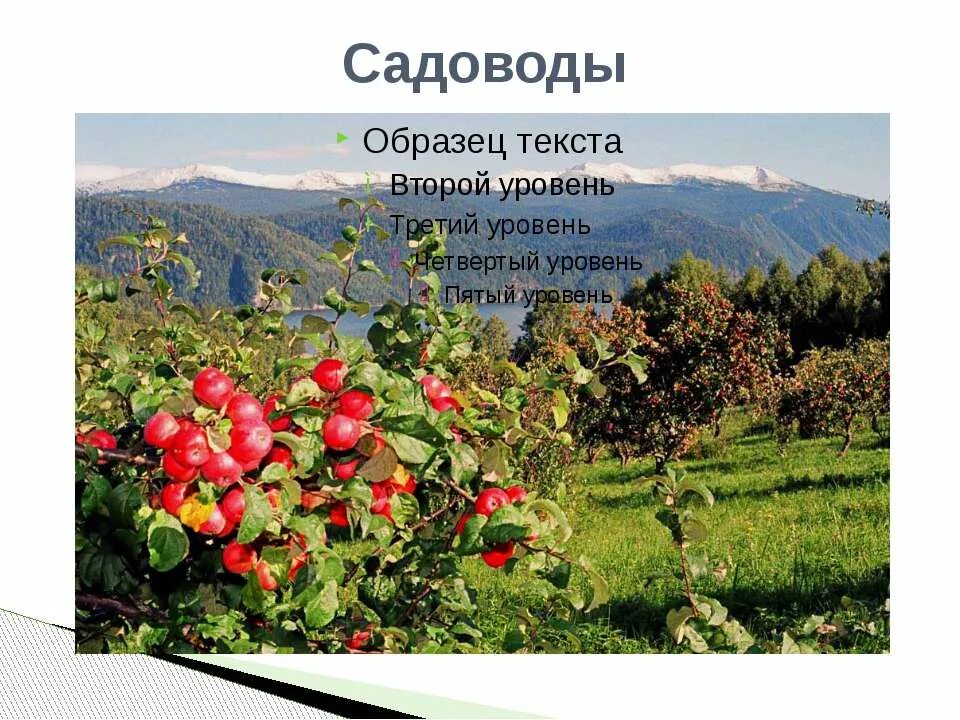 Шато-эркен кабардино-балкария вино. Яблоневые сады в кабардино-балкарии. Яблоневые сады в кабардино-балкарии. Сады баксана кабардино-балкария. Яблоневые сады в адыгее.